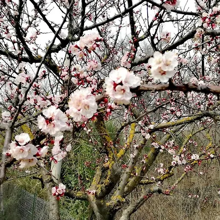 아파트 Attico Panoramico Tra E Mare Con Giardino Deluxe